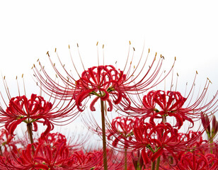 red spider lily flowers background