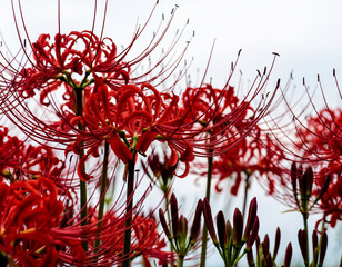 red lycoris radiata flowers on a white background
