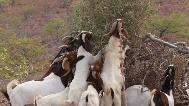 goats eating sparse desert vegetation 11