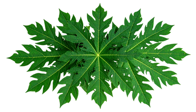 Papaya leaf isolated on transparent background
