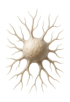 Mature dendritic cell featuring branched extensions and a smooth surface.