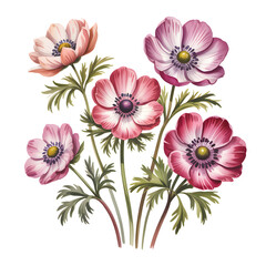 Delicate Anemone Flowers in Shades of Pink and White
