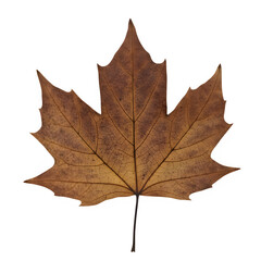Obraz premium Dry Brown Autumn Maple Leaf Texture on transparent Background PNG