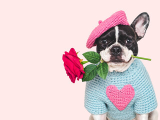 Cute puppy, red rose and embroidered heart. Beautiful greeting card. Close-up, indoors. Studio shot. Congratulations for family, relatives, loved ones, friends and colleagues. Pets care concept
