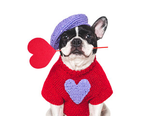 Cute puppy and red heart. Beautiful greeting card. Close-up, indoors. Studio shot. Congratulations for family, relatives, loved ones, friends and colleagues. Pets care concept