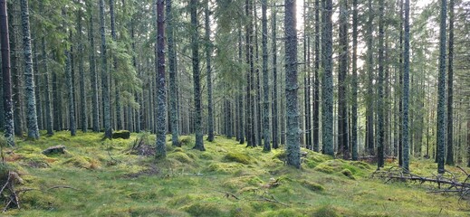  peaceful forest, lush green moss covers the ground among tall trees. Sunlight filters through the branches, creating a tranquil atmosphere perfect for nature walks.