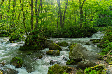 日本の青森の渓流　夏の奥入瀬渓流