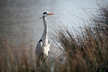 Heron in the long grass and reeds