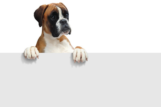 Boxer 409