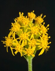 Close-up of yellow flowers