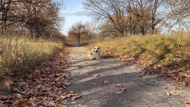 Happy corgi dog enjoys the life in autumn forest