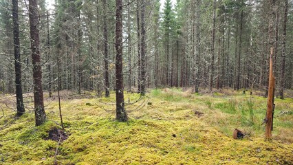 Obraz premium Lush green moss blankets the forest floor in a serene woodland setting during daylight hours