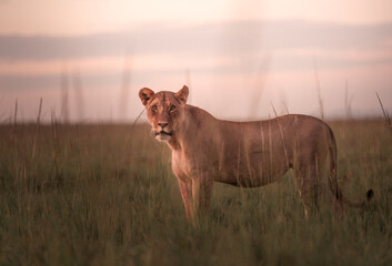 African Lion (Lioness) Panthera leo leo
| Lioness in during dawn. Soft Natural Light