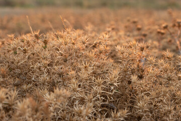 Prickly thistle in the rays of the dawn sun. Beautiful silhouette of dried flowers in the field.