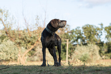 German hunting watchdog drathaar. Portrait of a purebred dog.