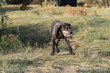 A purebred German hunting dog carries a pigeon to a hunter.