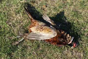 An adult rooster pheasant lies on the grass. Hunting trophy