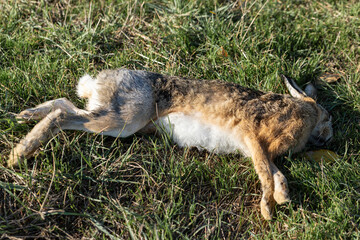 Wild hare, hunting trophy against the background of green autumn grass