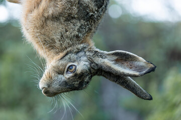 Wild hare, hunting trophy against the background of green autumn grass