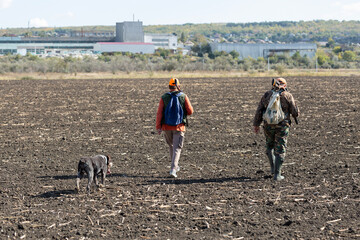 A hunter with a gun and his pet dogs. A spaniel and a german wirehaired pointer drathaar in search of a pheasant.