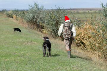 A hunter with his dogs, a spaniel and a german pointer, walk along the reeds in search of a pheasant.