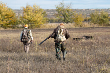 A hunters in camouflage clothing with a gun in his hands walks along the reeds.