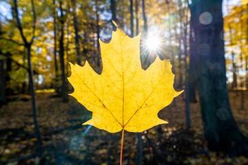 

autumn fall leaves yellow maple leaf and morning sun in rouge forest toronto ontario Canada October November
