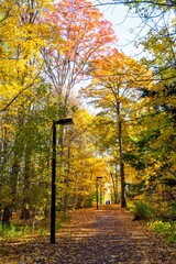 autumn fall leaves in rouge forest toronto canada