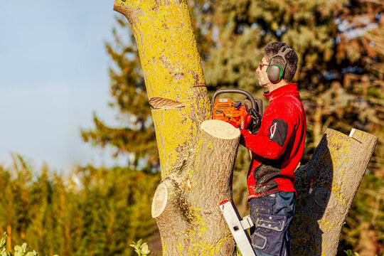 arborist cutting a tree. workman , worker without protective gear man on ladder climbing and cutting down a invasive tree (Paulownia tomentosa)  - Powered by Adobe