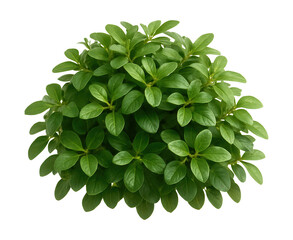 Fototapeta premium Compact honeysuckle with small, oval leaves and a mounding growth habit.