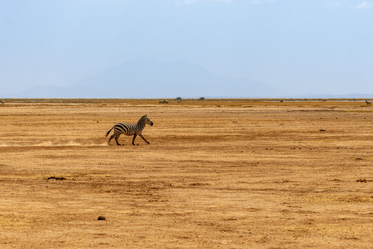 A plains zebra (Equus quagga) galloping across the dusty, arid savanna of Amboseli National Park, Kenya