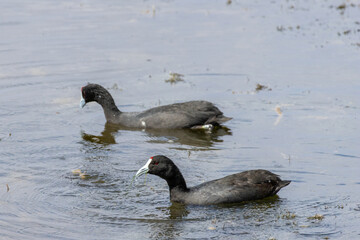 Two American coots (Fulica americana) swimming on the water surface with one holding nesting...