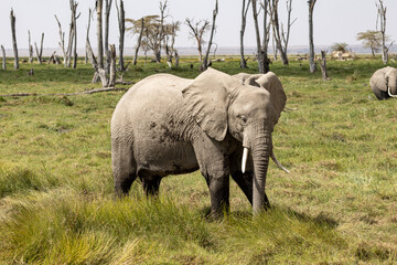 African bush elephant (Loxodonta africana) standing in the long grass of the savanna in Amboseli National Park, Kenya