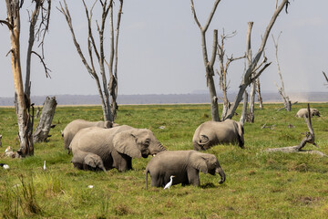 Herd of African bush elephants and a calf grazing in a swampy meadow with dead trees in Amboseli National Park, Kenya.
