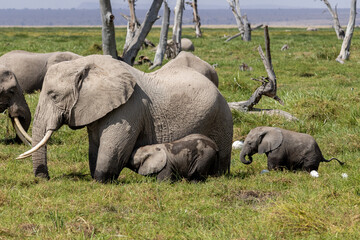 Obraz premium African Bush Elephant cow nursing her calf with a herd nearby in Amboseli National Park Kenya