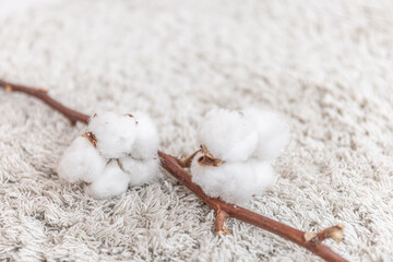 Soft cotton boll clusters on a brown branch on a beige towel or carpet, natural, cozy scene perfect for textile, home, and lifestyle.