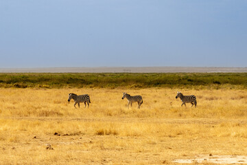 Three Plains Zebras walking single file across the golden savanna of Amboseli National Park, Kenya