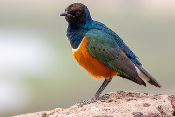 Superb Starling (Lamprotornis superbus) standing on a rock in Amboseli National Park Kenya