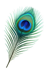 Fototapeta premium Iridescent blue and green eye-patterned peacock tail feather.