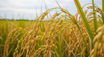 Golden rice field ready for harvest close up