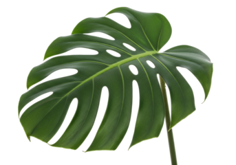 Monstera deliciosa leaf PNG isolated on transparent background, Swiss cheese plant foliage for tropical design and decoration