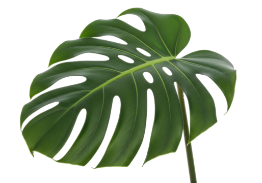 Monstera deliciosa leaf PNG isolated on transparent background, Swiss cheese plant foliage for tropical design and decoration