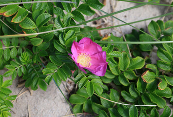 Close-up photo of a pink rosehip flower on a background of green leaves and white wall