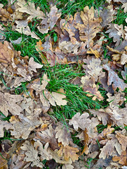 Landscape photo with a view of brown dry fallen oak leaves lying on green grass in the park	
