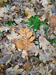 Vertical landscape photo with a view of brown dry fallen oak leaves lying on green grass	