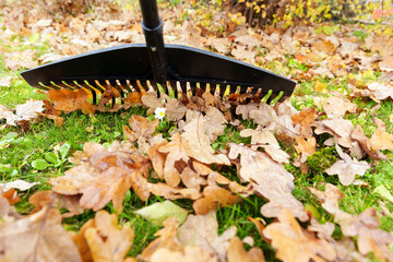 Low Angle Close-Up of Rake on Wet Fallen Autumn Leaves and Green Grass