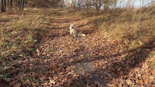 Happy corgi dog enjoys the life in autumn forest