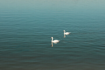 Two graceful swans swimming together on calm river surface reflecting blue sky