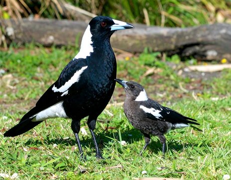 Two magpies, one adult and one juvenile, in a grassy area