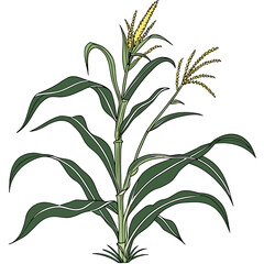 Illustration of a corn plant with leaves and corn cobs